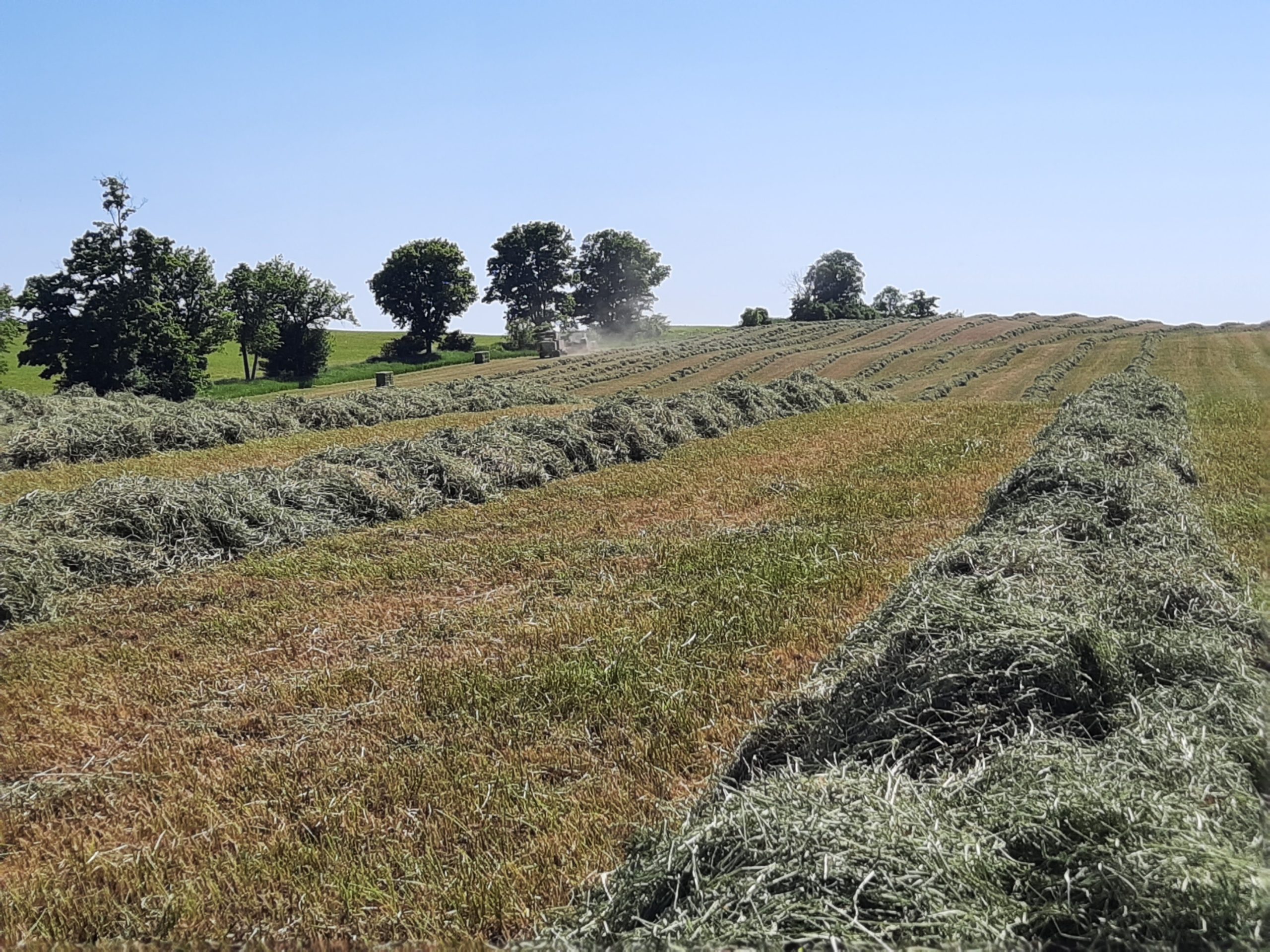 Hay