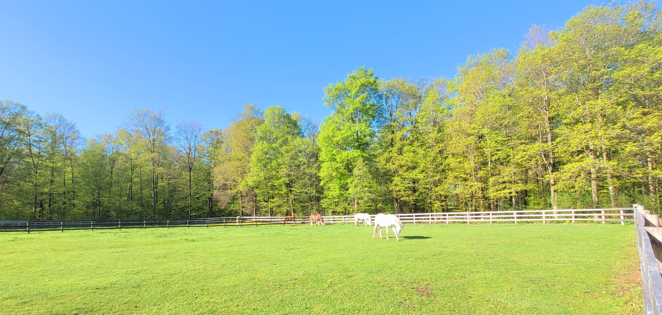 Cross Country and Dressage